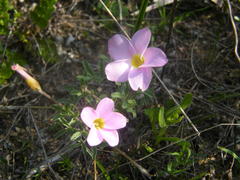 Oxalis argyrophylla