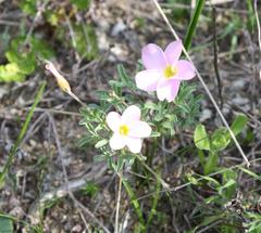 Oxalis argyrophylla