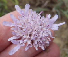 Scabiosa tysonii