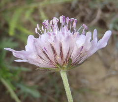 Scabiosa tysonii