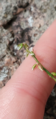 Image of Douglas' Knotweed (Polygonum douglasii) by (c) Sarah Johnson, some rights reserved (CC BY)