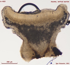 Bisporella subpallida