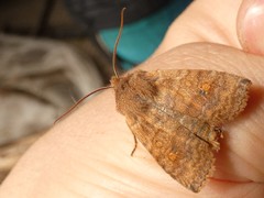 Eupsilia tristigmata