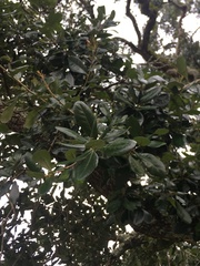 Quercus virginiana