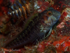 Parablennius marmoreus