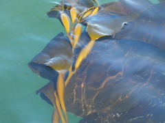 Macrocystis pyrifera