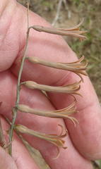 Dipcadi ciliare