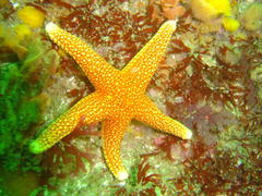 Fromia schultzei
