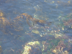 Macrocystis pyrifera