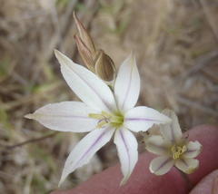 Gladiolus stellatus