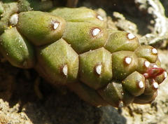 Euphorbia flanaganii