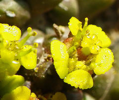 Euphorbia flanaganii