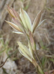 Gladiolus stellatus