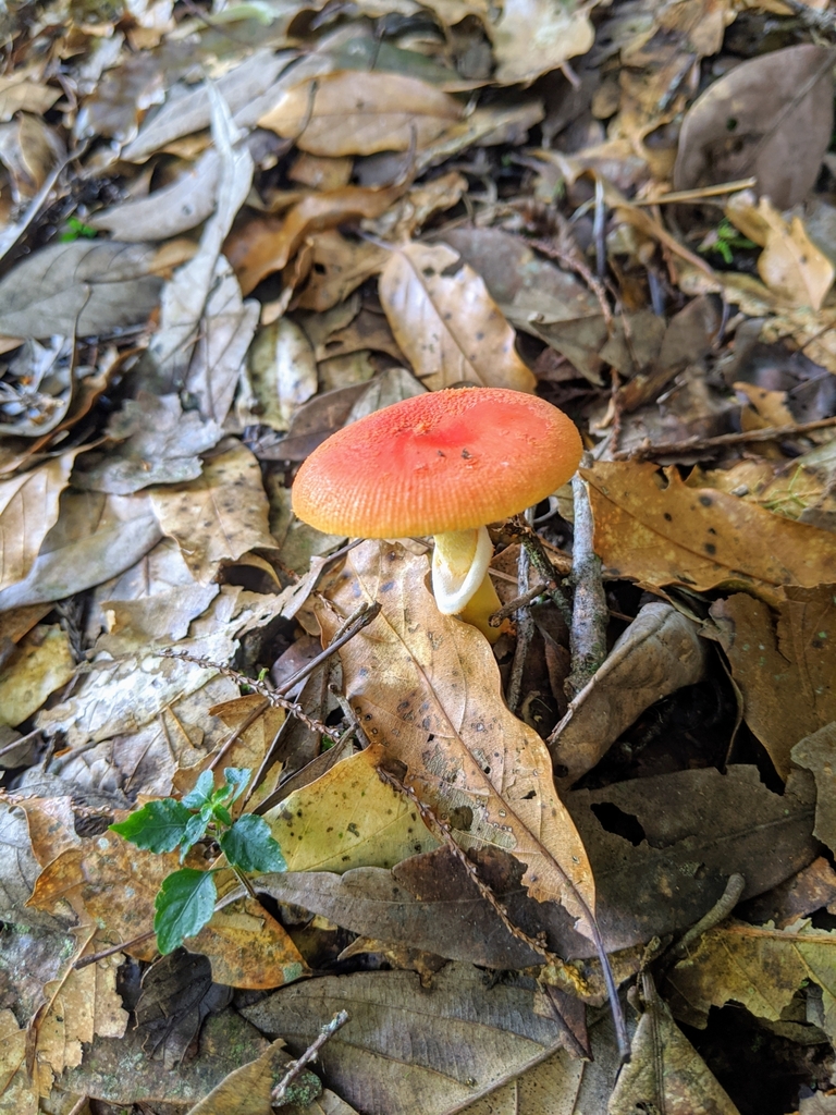 Amanita rubrovolvata · June 2020 · photo: © mikel31 (iNaturalist, cc-by)