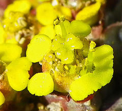 Euphorbia flanaganii