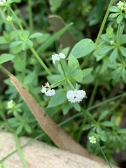 Asperula euryphylla
