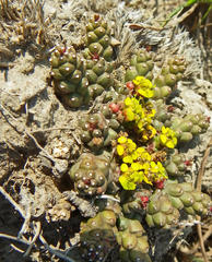 Euphorbia flanaganii