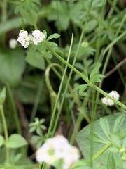 Asperula euryphylla
