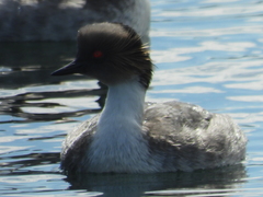 Podiceps occipitalis