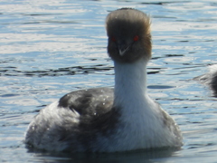 Podiceps occipitalis