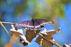 Battus polydamas psittacus