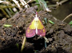 Choristostigma roseopennalis