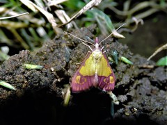 Choristostigma roseopennalis
