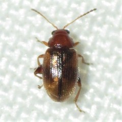 Epitrix hirtipennis
