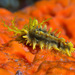 Yellow Sea Cucumber - Photo (c) 104623964081378888743, some rights reserved (CC BY-NC), uploaded by 104623964081378888743
