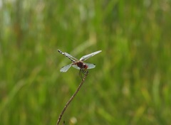 Dythemis fugax