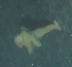 Aphrocallistidae