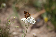 Euphydryas anicia alena