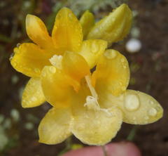 Freesia corymbosa