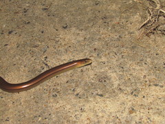 Ophiodes fragilis
