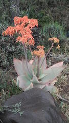 Aloe striata