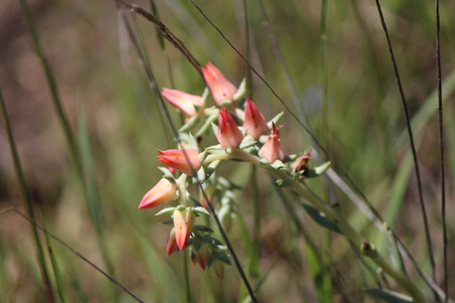 Echeveria bifida