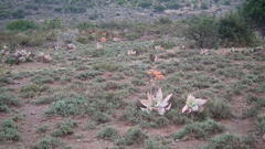 Aloe striata