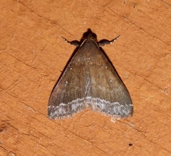 Physula albipunctilla