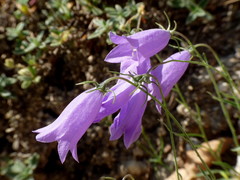 Campanula tanfanii