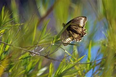 Battus polydamas psittacus