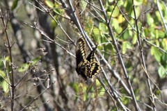 Battus polydamas psittacus