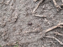 Armadillidium vulgare