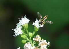 Sphaerophoria contigua