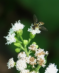 Sphaerophoria contigua