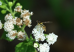 Sphaerophoria contigua