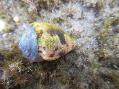 Conus coronatus