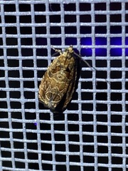 Olethreutes permundana
