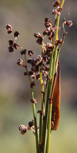 Cannomois parviflora (Cannomois parviflora)