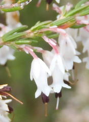 Erica fuscescens