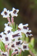 Erica fuscescens